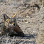Chacal chabraque, Etosha