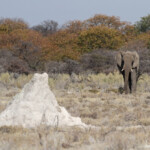 Eléphant, Etosha