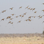 Ganga namaqua, Ozonjuitji m'Bari, Etosha