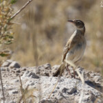 Pipit à long bec, Etosha