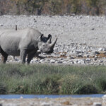 Rhinocéros noir, Etosha
