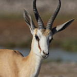 Springbok, Rietfontein Etosha