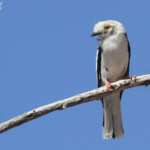 Bagadais casqué, Halali, Etosha