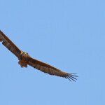 Bateleur immature, Etosha