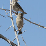 Serin à gorge noire, Etosha
