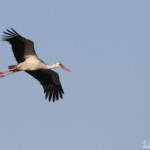 Cigogne blanche, Rietfontein Etosha