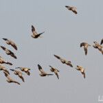 Ganga namaqua, Ozonjuitji m'Bari, Etosha
