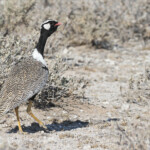 Outarde à miroir blanc, Etosha