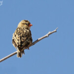 Veuve royale, Shaft-tailed Whydah, Etosha