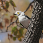 Bagadais casqué, Halali, Etosha