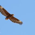 Bateleur immature, Etosha
