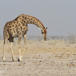 Girafe, Ozonjuitji m'Bari, Etosha