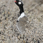 Outarde à miroir blanc, Etosha