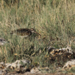 Rhynchée peinte, Rietfontein Etosha