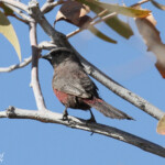 Astrild à moustaches, Etosha
