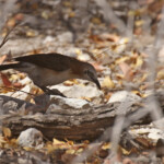 Cratérope à joues nues, Halali, Etosha