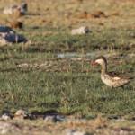 Canard à bec rouge, Rietfontein Etosha