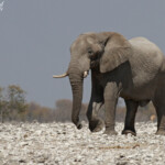 Eléphant, Etosha