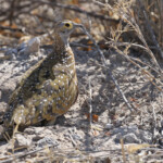 Ganga de Burchell, Etosha