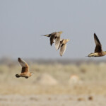 Gangas namaqua et Burchell, Ozonjuitji m'Bari, Etosha