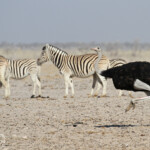 Autruche, Ozonjuitji m'Bari, Etosha