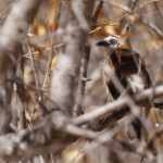 Cratérope à joues nues, Halali, Etosha