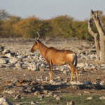 Bubale, Rietfontein Etosha