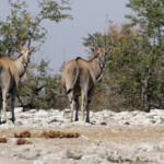 Eland du Cap, Etosha