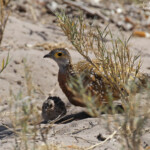 Ganga de Burchell, Etosha