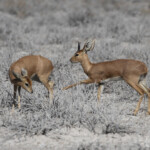 Raphicère champêtre, Etosha