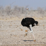 Autruche, Ozonjuitji m'Bari, Etosha