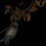 Chevéchette perlée, Camp d'Halali, Etosha