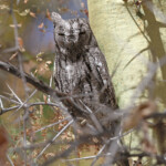 Petit-duc africain, Halali, Etosha
