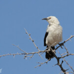 Cratérope bicolore, Etosha