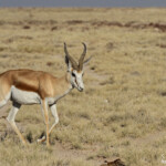 Springbok, Etosha