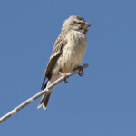 Serin à gorge noire, Etosha