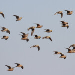 Ganga namaqua, Ozonjuitji m'Bari, Etosha