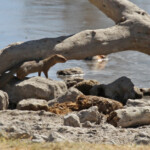 Mangouste rouge, Etosha