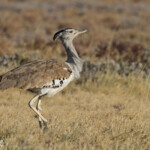 Outarde kori, Etosha