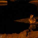 Lièvre des buissons, Camp d'Halali, Etosha