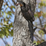 Irrisor damara, Halali, Etosha