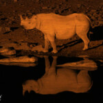 Rhinocéros noir, Camp d'Halali, Etosha