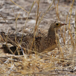 Ganga bibande femelle et jeune, Etosha