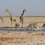 Ozonjuitji m'Bari, Etosha