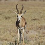 Springbok, Etosha