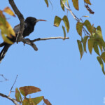 Irrisor damara, Halali, Etosha