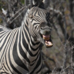 Zèbre des plaines, Etosha