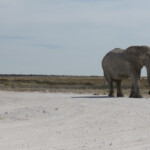 Eléphant, Etosha