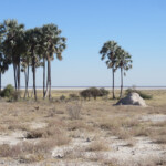 Twee palms, Etosha