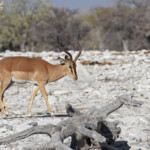 Impala à face noire, Etosha